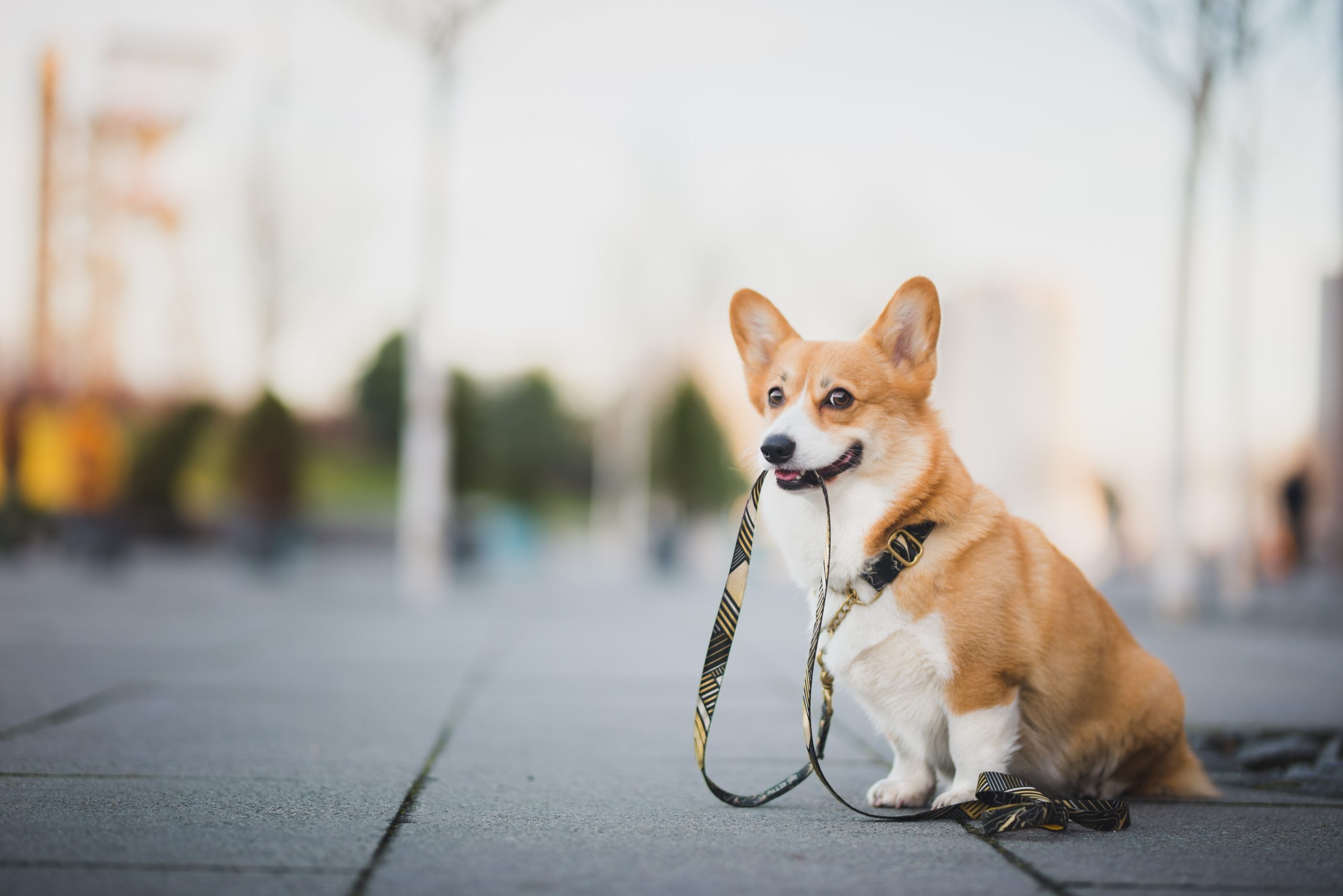 Corgi is holding its yellow, black and white patterned leash in its mouth while sitting outside.